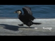 Seabird 1. Click to view...
